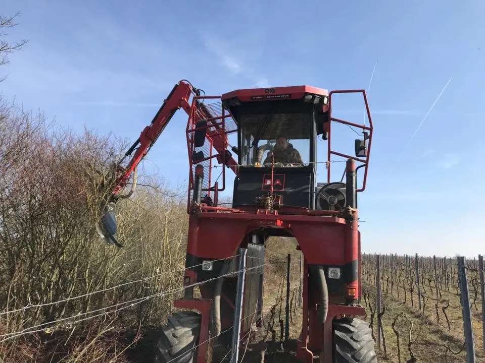 Grape harvester drives over the vineyard rows and trims hedgerows