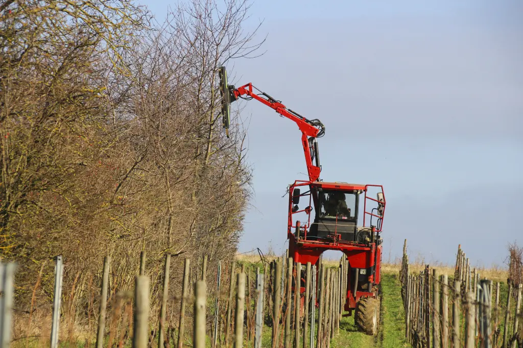 Beskæring af levende hegn på vinmark